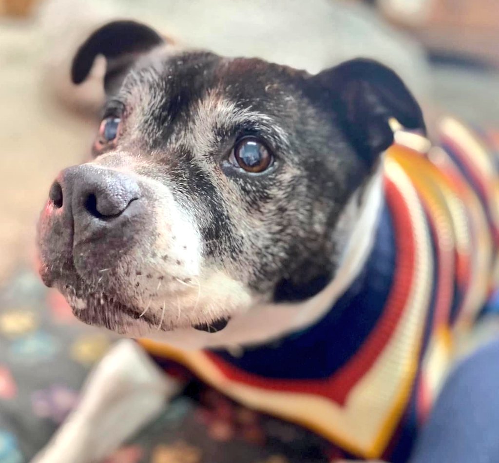 Good morning Staffy Lovers from our beautiful boy Zeus 😍❤️ We genuinely can't believe that this smashing older gent is still looking for his pawfect furever home 🏡 He's a sweet little sausage who would suit a fairly sedate home, is that yours? Read more seniorstaffyclub.co.uk/adopt-a-staffy…