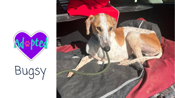 Beautiful Bugsy has been adopted 😁 almosthome.dog #NorthWales #RescueDog #DogRescue Don’t forget to join our Facebook community group for updates on all our dogs in their new homes, foster homes and from our volunteer walkers 😁 facebook.com/groups/almosth…