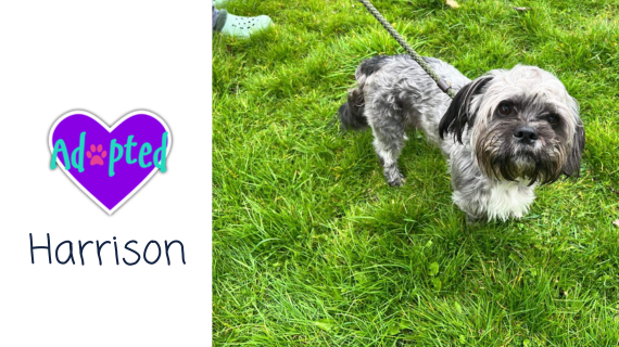 Happy Harrison has been adopted 😁 almosthome.dog #NorthWales #RescueDog #DogRescue Don’t forget to join our Facebook community group for updates on all our dogs in their new homes, foster homes and from our volunteer walkers 😁 facebook.com/groups/almosth…