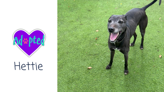 Heavenly Hettie has been adopted 😁 almosthome.dog #NorthWales #RescueDog #DogRescue Don’t forget to join our Facebook community group for updates on all our dogs in their new homes, foster homes and from our volunteer walkers 😁 facebook.com/groups/almosth…