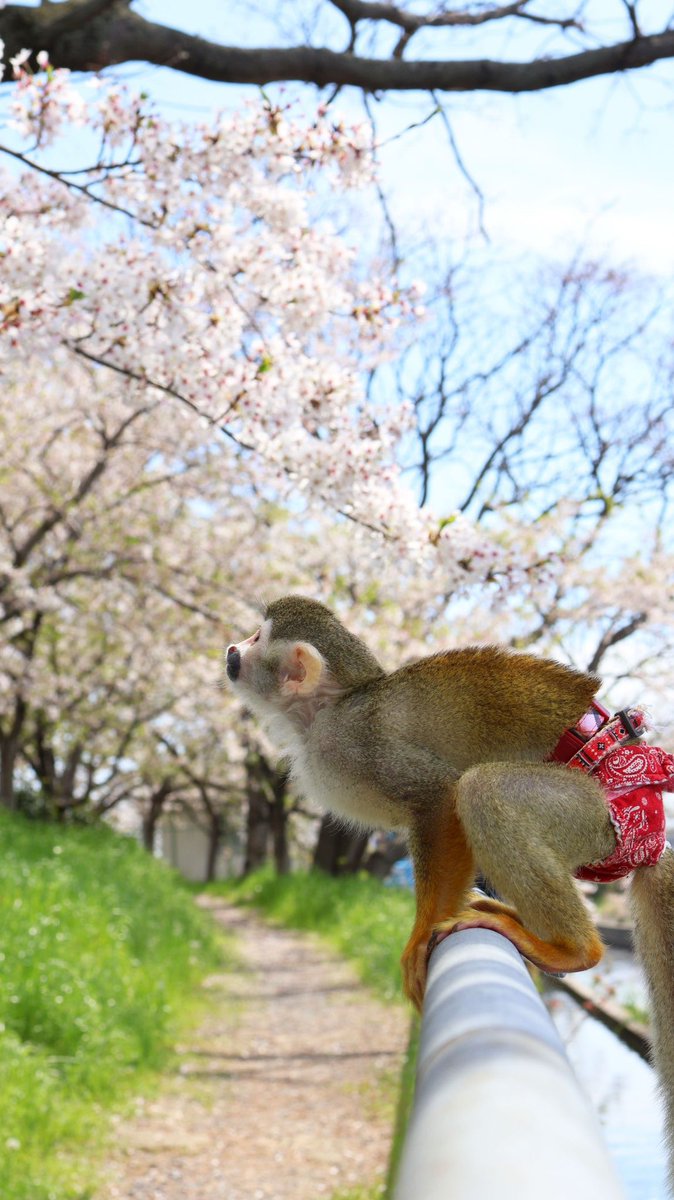 Latte_kun's tweet photo. 花より団子なリスザルの赤ちゃん
落ち着きのない動画はインスタに

#リスザル https://t.co/m3KjVGmpVs