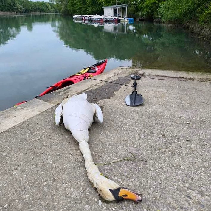 A heartbreaking image: a deceased swan entangled in a nylon fishing line.

Lost or abandoned fishing gear can continue to kill indiscriminately for decades, trapping or suffocating marine animals.

#pollution #environment #plasticfree