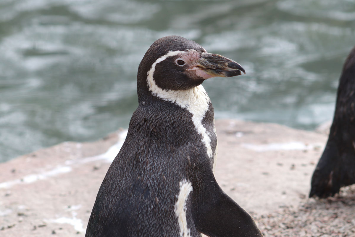 It's Penguin Spneb's 36th Birthday! ‘Spneb’ is believed to be the oldest Humboldt’s penguin in Europe and she is celebrating an incredible 36th birthday today! Look out for the next post for a short video clip. Join us in wishing Spneb a very 🎉'Happy Birthday' 🎉