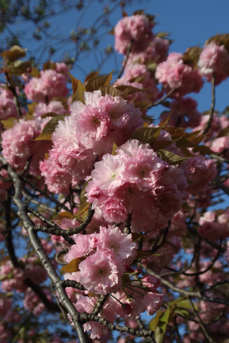 Double cherry blossoms 🤗 #Photography #Flowers