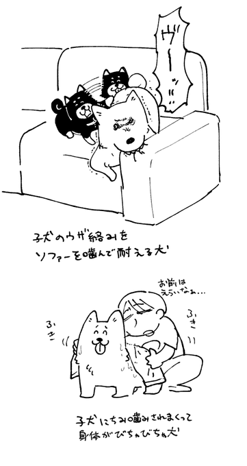 こんにちは。犬の日記です。 