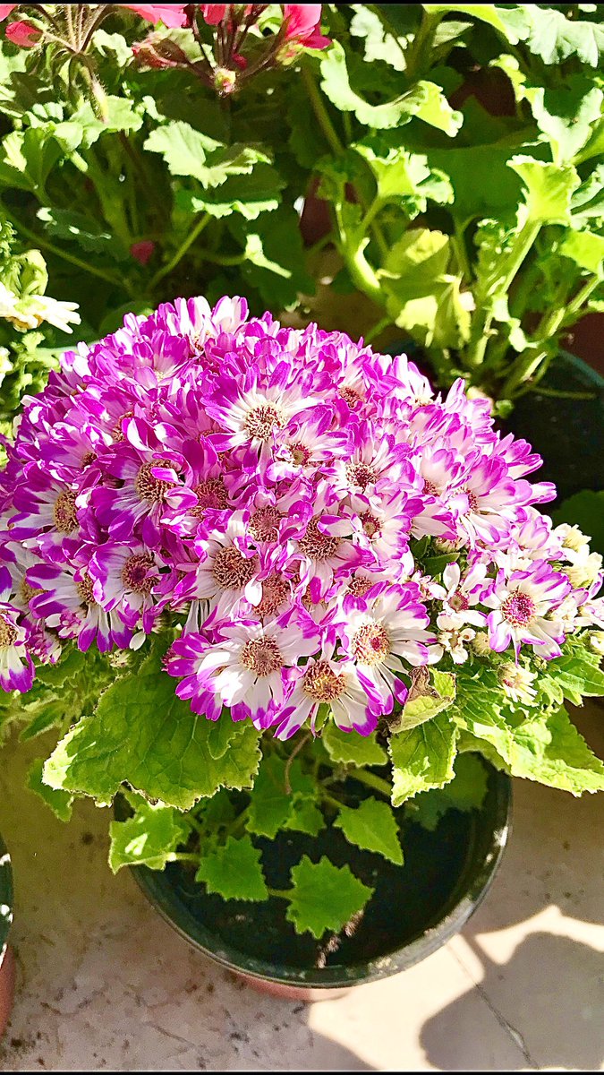 ErTacettin's tweet photo. #Dilden döküleni kim #toplamış ki
#pinkcineraria https://t.co/E42A1ALrfU