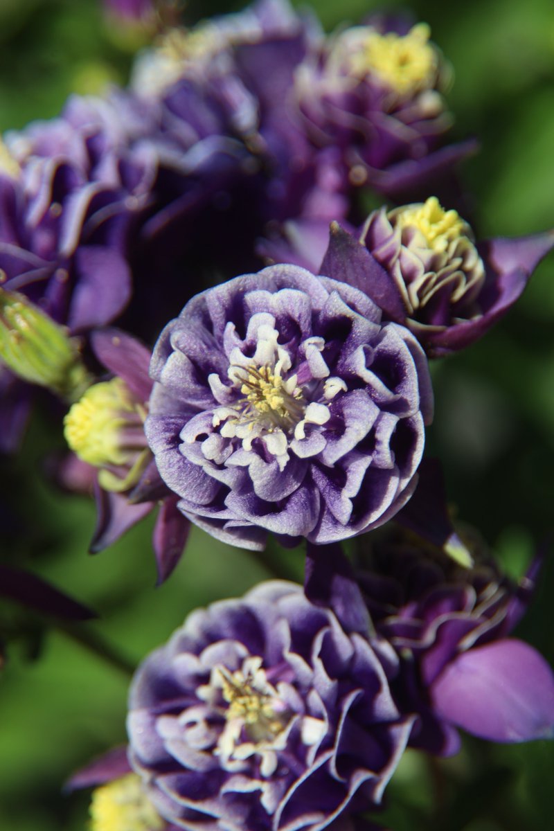 Aquilegia 😇 #Photography #Flowers