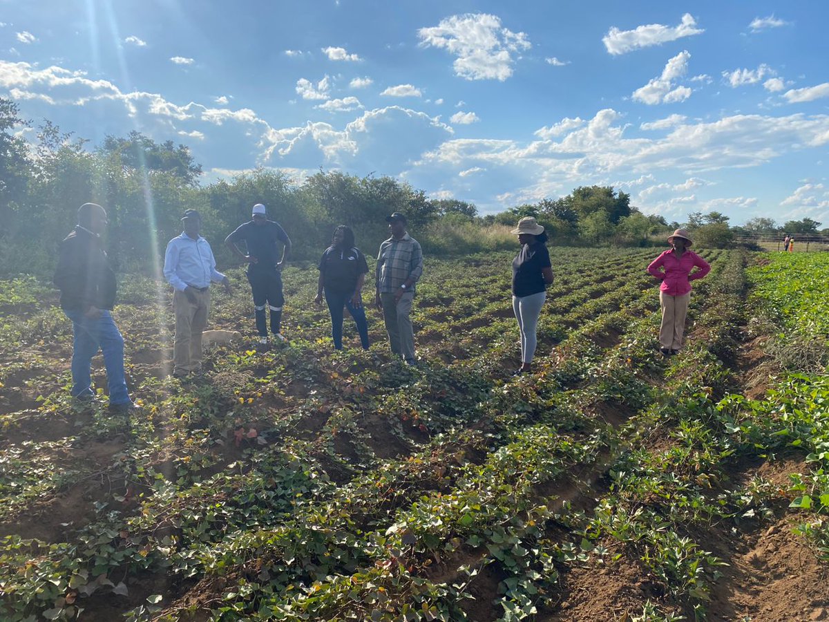 Going global with #Midlands golden treasure! #ZimTrade is supporting a new wave of sweet potato exporters, reaching markets in the EU & Middle East. #EnergisingExports