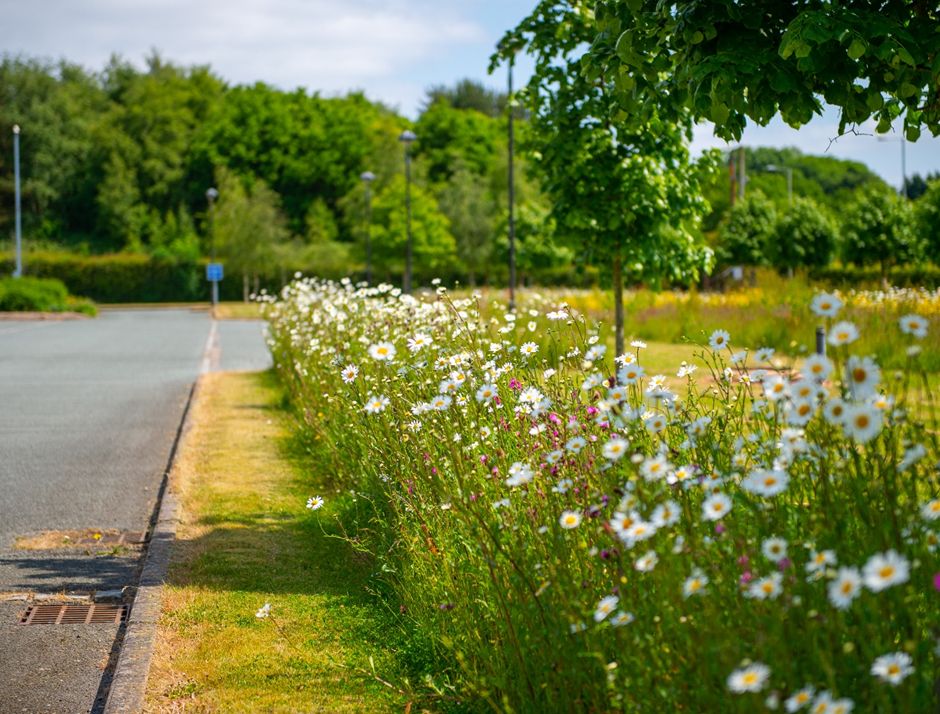 Boosting biodiversity through nature recovery - a major part in tackling climate change - is at the heart of a sustainable strategy outlining how parks/grasslands could be maximised for residents, wildlife and the environment 💚 More: buff.ly/3vI6dty 📷 Keele Cemetery