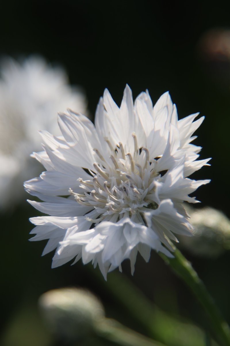 Cornflower 😌

#Photography #Flowers