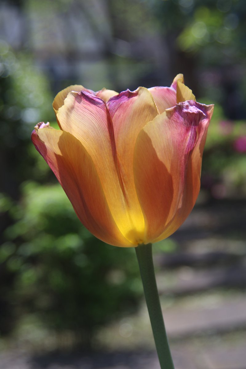 Tulip 😃 #Photography #Flowers