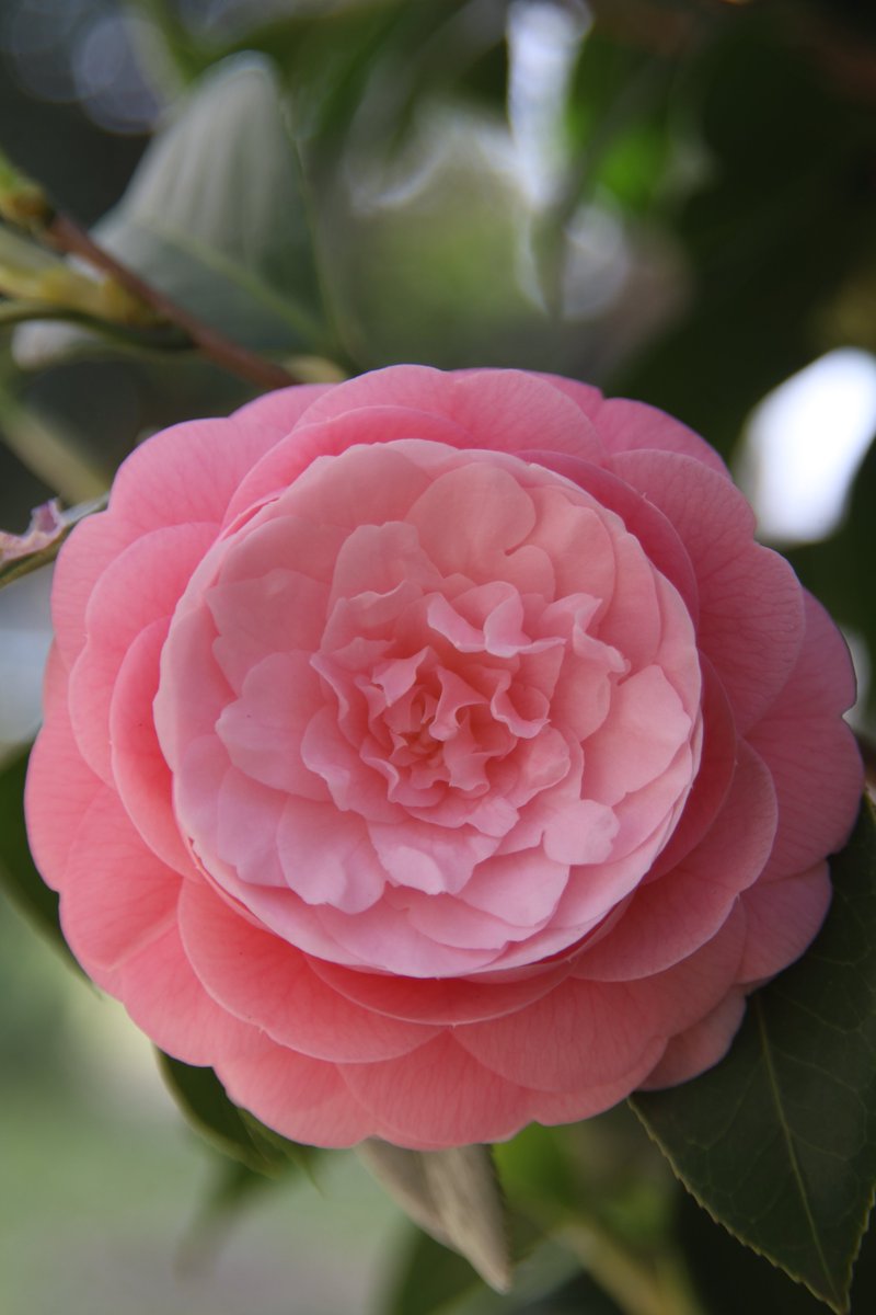 Camellia 😘 #Photography #Flowers