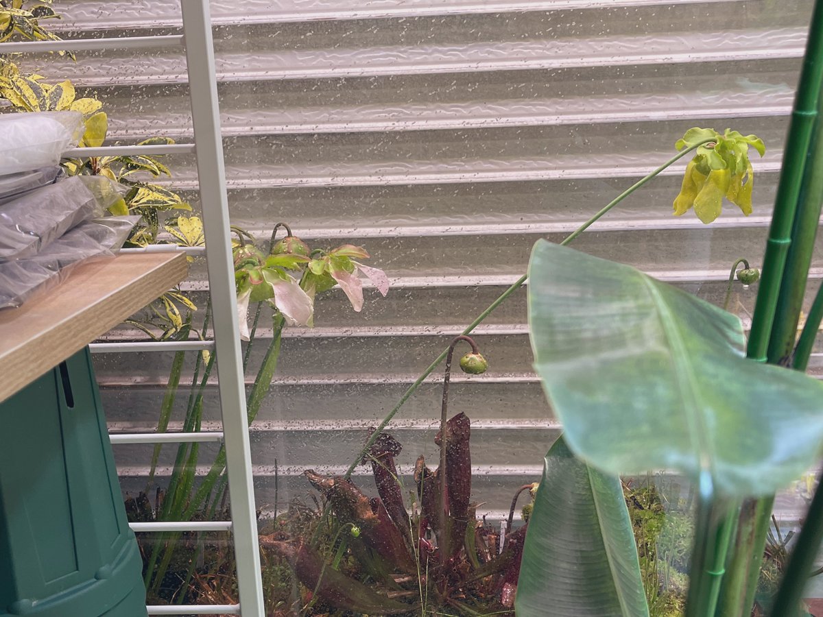 helisgarden's tweet image. シャッターの向こう、お花畑.....
ピンクと黄色が咲いてる。
#食虫植物 #Sarracenia