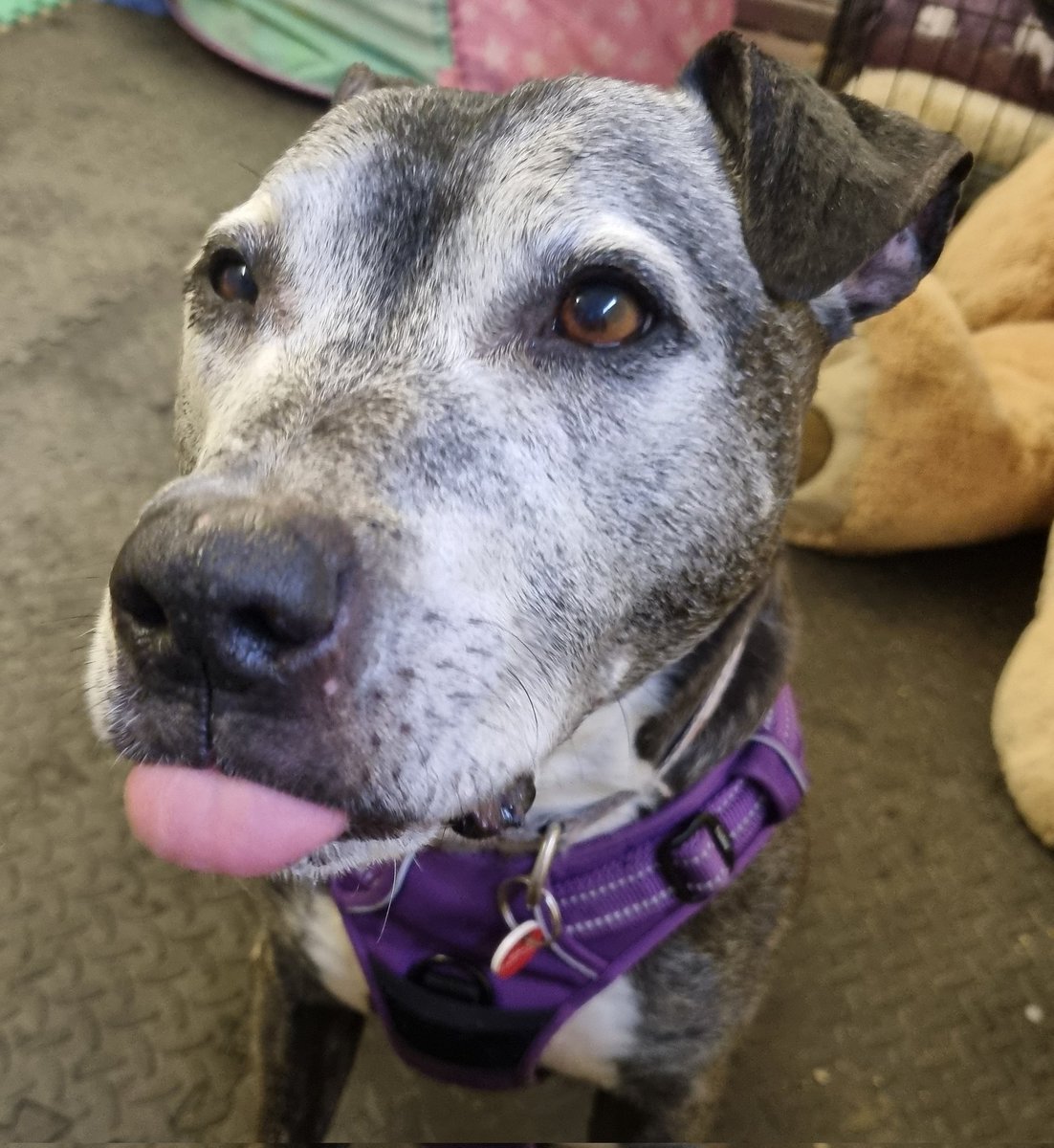 Happy #tongueouttuesday pals! Someone's nicked me right ear, if yoo find it can yoo send it me back pleeze!! 😅 Hope yoo is all well n haffing a nice day, I is off for walkies shortly wiff me Aunty so will catch up laters! TTFN AA 💙💙 #seniorstaffy seniorstaffyclub.co.uk/adopt-a-staffy… 💙💙