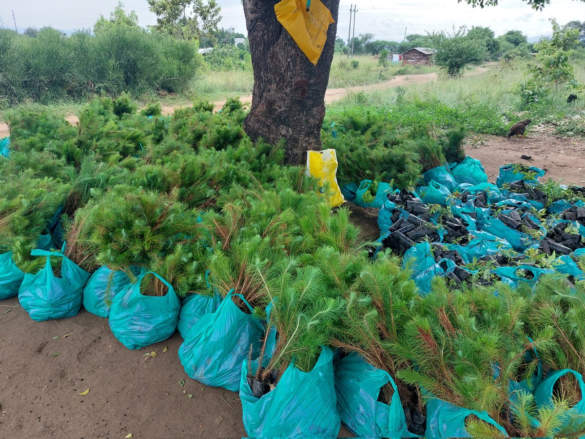 This week, we are camped in Rwenzori utilizing the first planting season. we are engaging about 410 households to plant 455 hectares of land along the buffer of Rwenzori Mountains National Park under the 'Restoration for a Resilient Rwenzori' project funded by @hempelFoundation