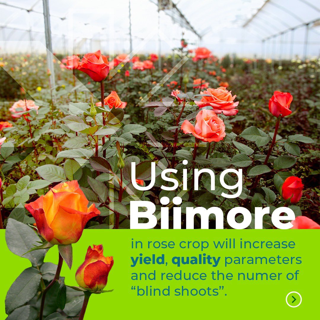 RovensaNext's tweet photo. ๐น Rose Benefits: Learn about #Biimoreโs impact on roses at Rovensa Next Colombia:
โ
Increase yields by >40%
โ
Reduce blind shoots by >80%
โ
Improve quality parameters
โ
Enhance early harvests by reducing tender stem formation by 42% in just 90 days. https://t.co/V7SrTzU5Om
