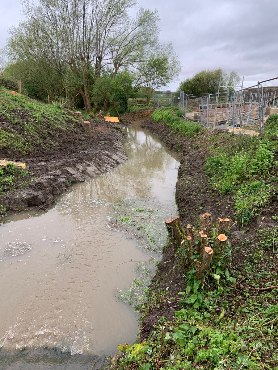 Water voles are disappearing fast. 

Ruth's team, plus @gloswildlife and @CotswoldCanals as @CanalsConnected, are taking steps to protect water voles while a lock is constructed. 

You can help water voles: ptes.org/get-involved/s…

#WaterVoles #PeopleAndNatureThrivingTogether