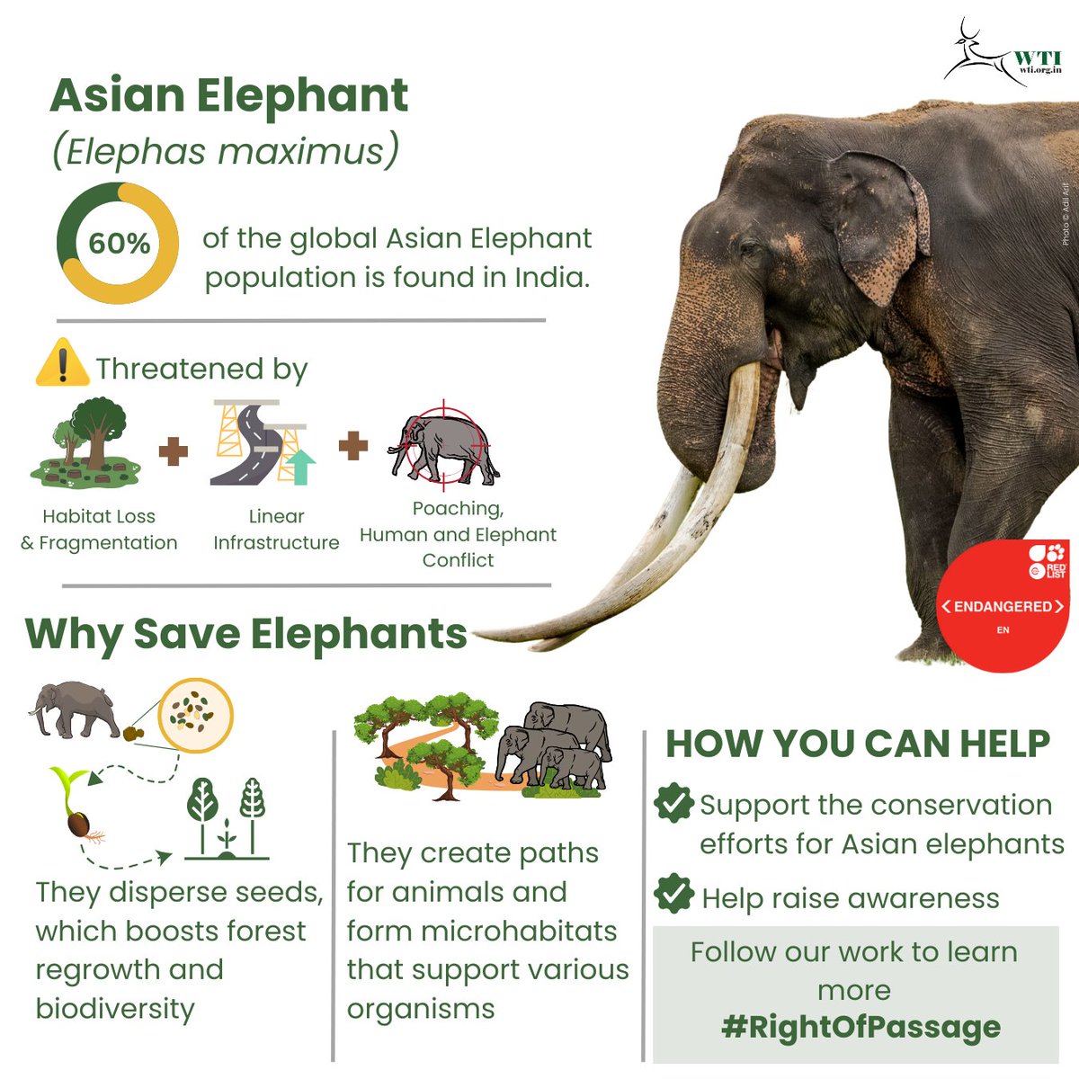 On #SavetheElephantDay let’s remind ourselves of how crucial it is to protect Earth's gentle giants. #WTI is tirelessly working towards safeguarding elephant habitats & mitigating conflicts to ensure a brighter future for India's elephants, the #NationalHeritageAnimal