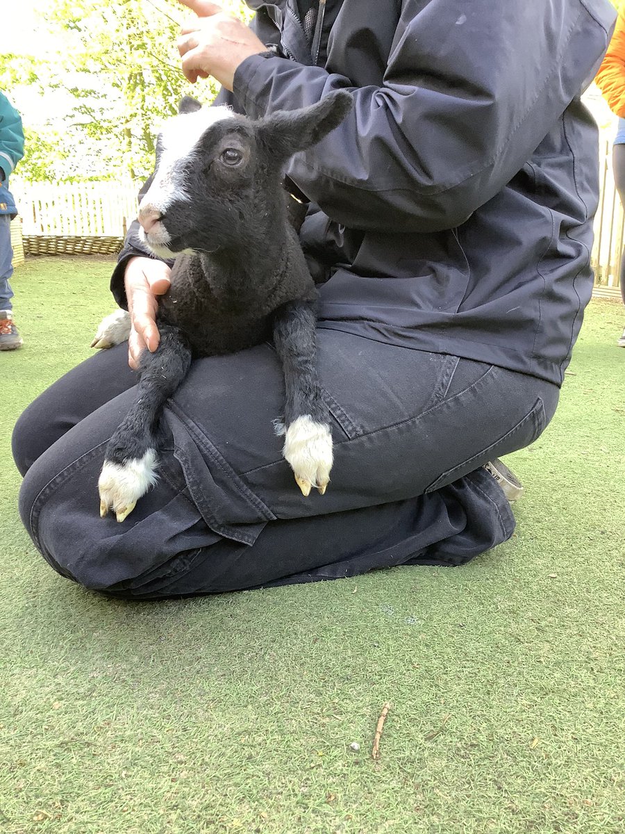 BCAMuddyBoots's tweet photo. This morning we were very lucky to have a visit from a lamb. We talked about what lambs eat, where the live and what she will grow up to be. https://t.co/nVdYAN0GXn