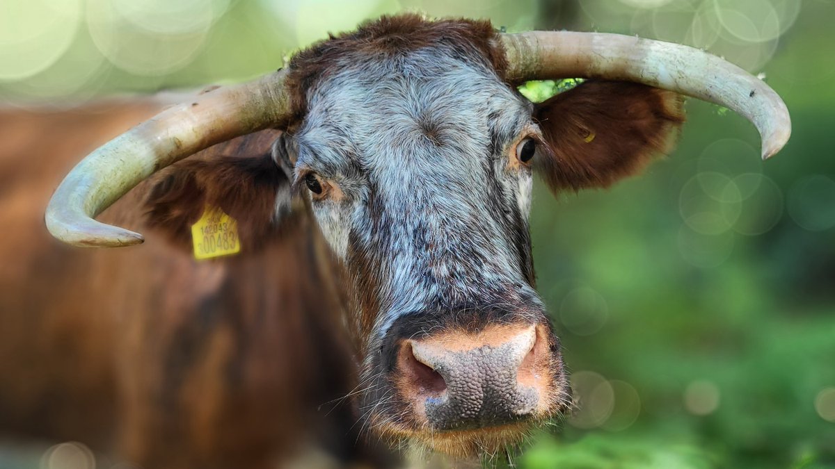 English Longhorn cattle are back on site at both Sherwood Forest and Budby South Forest from today for their summer grazing on the reserves. Please follow the guidance on signs at the entrance to our enclosure areas.