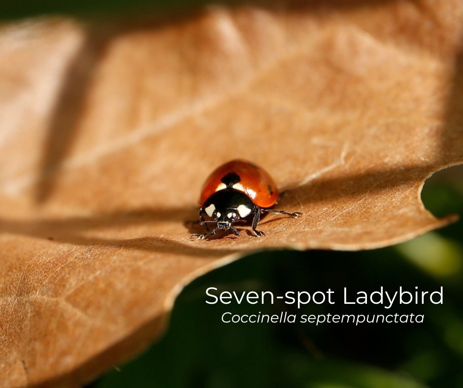 🐞Meet the 7-Spot Ladybird!🐞 You've probably spotted them in your garden or local park. They're common from March to October and can be found wherever there's a tasty aphid buffet. 🍽️ Their vibrant hues serve as a warning sign to predators: 'I taste horrible!' #insectlife