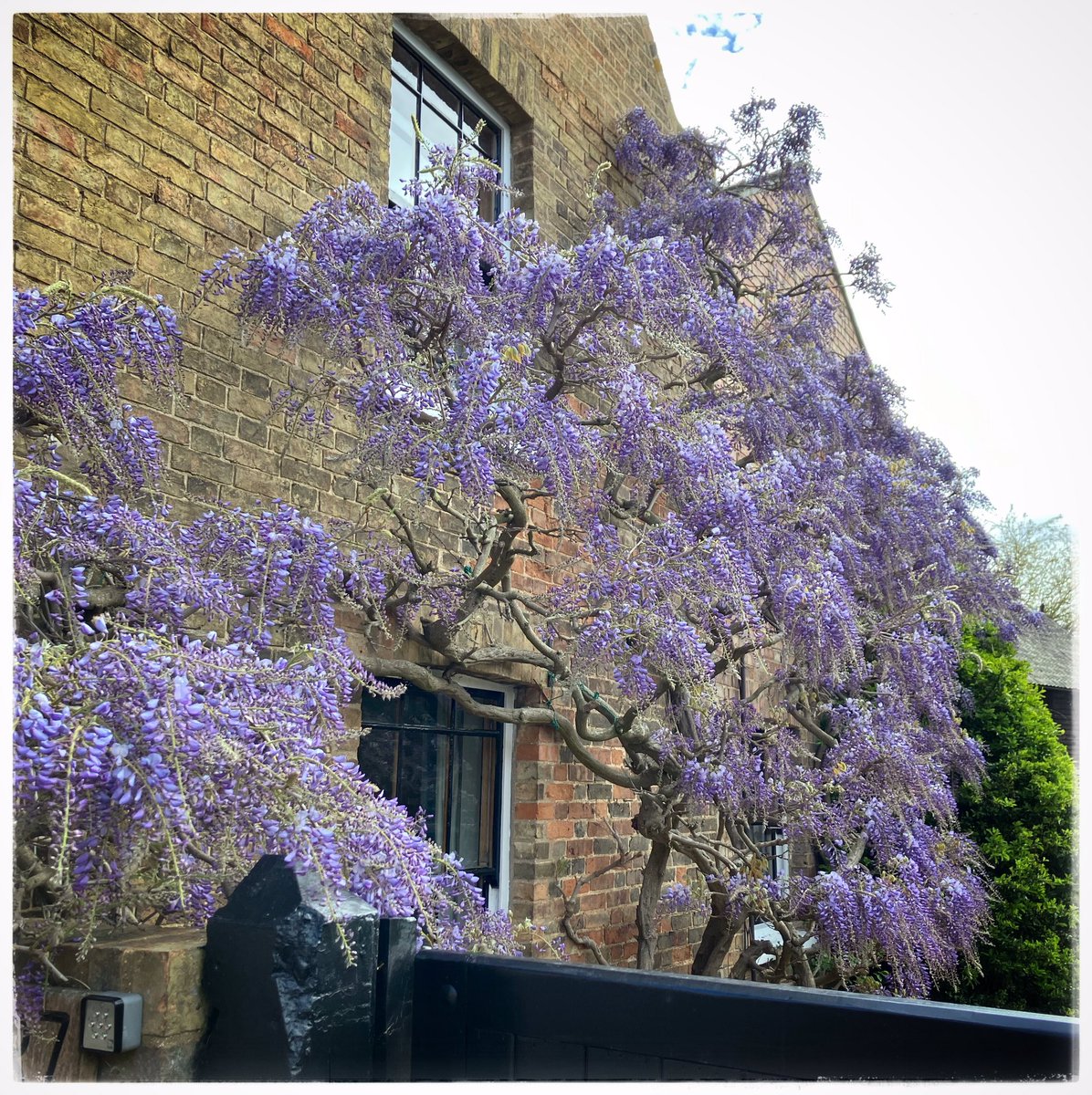 TimLihoreau's tweet photo. Getting a little wisterical, in our village. https://t.co/Tx75r3qlL2