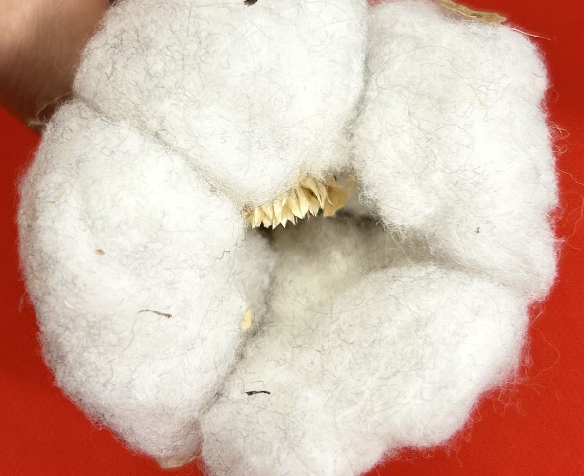 綿花です。 児島は綿花の栽培に適していたことから繊維業が発達したのですよね。170周年を迎えた今のカンコーがあるのもこの綿花があったから。 しかし本当に綿なんですね。フワフワ気持ちよい。不思議な植物ですね🪴