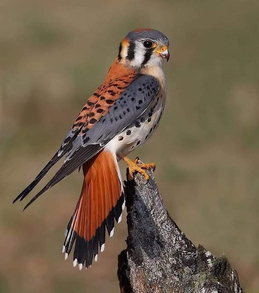 American Kestrel.