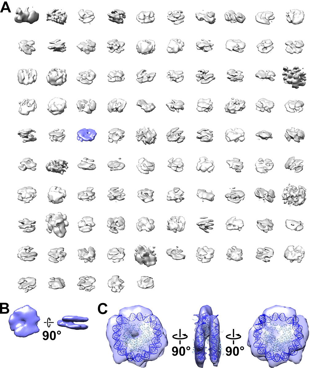 We updated our comparative study of G0 & proliferating fission yeast nuclei. The in situ cryo-ET is redone with cryolamellae + K3-GIF + 3-D classification. Canonical nucleosomes are rare in all cell types! Congrats to Zhi Yang, @Cai_cryoET, et al. biorxiv.org/content/10.110…