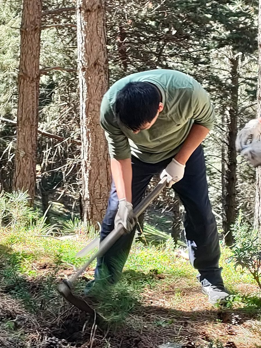 reforesta_ong's tweet photo. conífera exótica, muy resinosa e inflamable, “que supone un factor de riesgo añadido en los incendios forestales, urbanos y de interfaz mixto urbano-forestal”.
Al eliminarlas contribuimos a recuperar el equilibrio natural.
#reforesta #reforestateam #voluntariado #rsc https://t.co/VrKEebCqlT