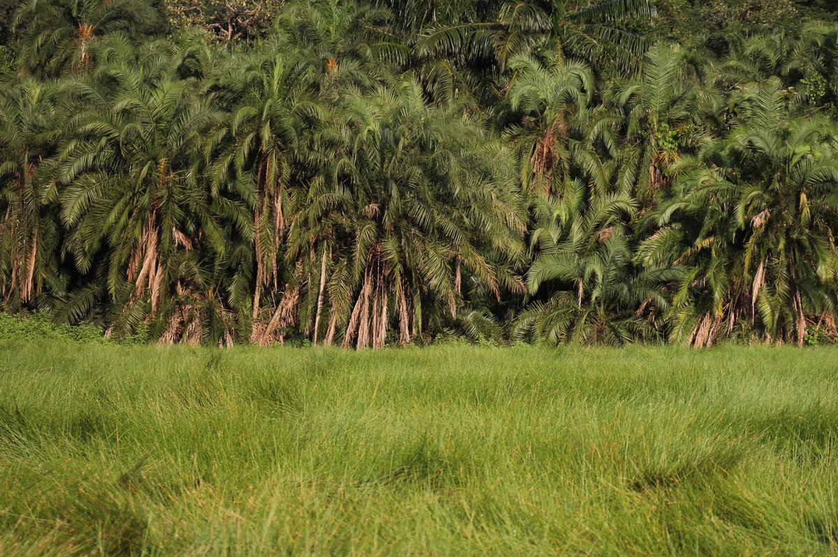 Another photo I took in #Bundibugyo in #Uganda. Nature’s canvas at its finest!  #TravelAdventures #ExploreUganda #LandscapeMagic #NatureLovers