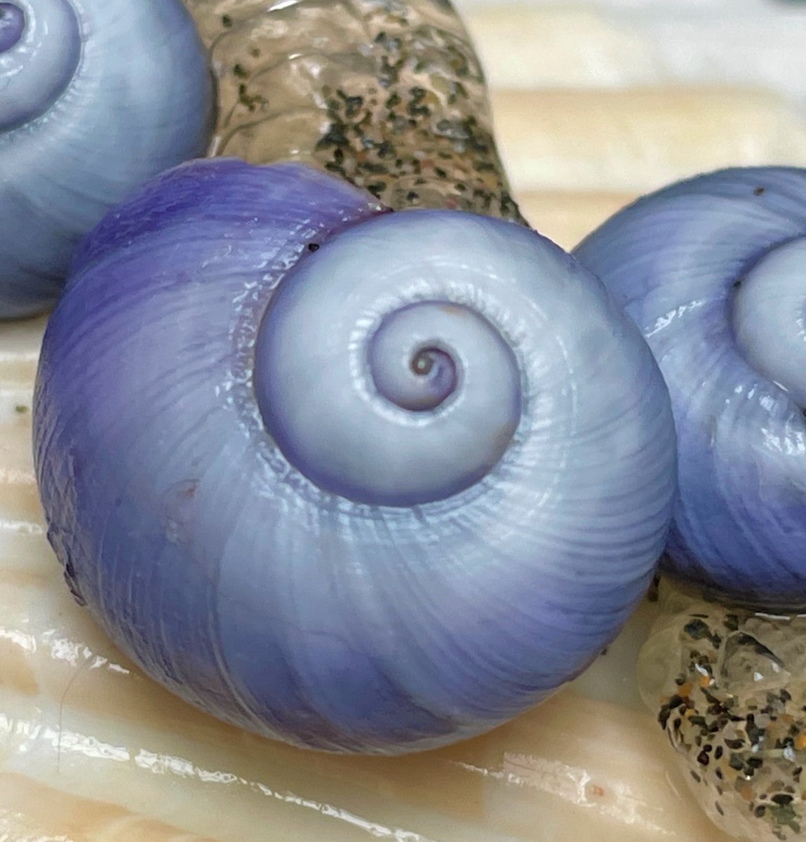 Lego Lost At Sea tweet media