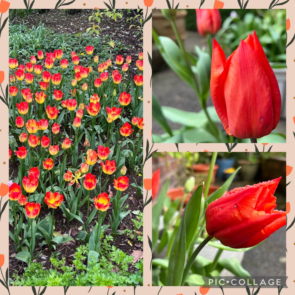 Still cold and windy, but thankfully dry, may even see a bit of sun peeping through. Have a lovely day all. #TulipTuesday #GardeningTwitter