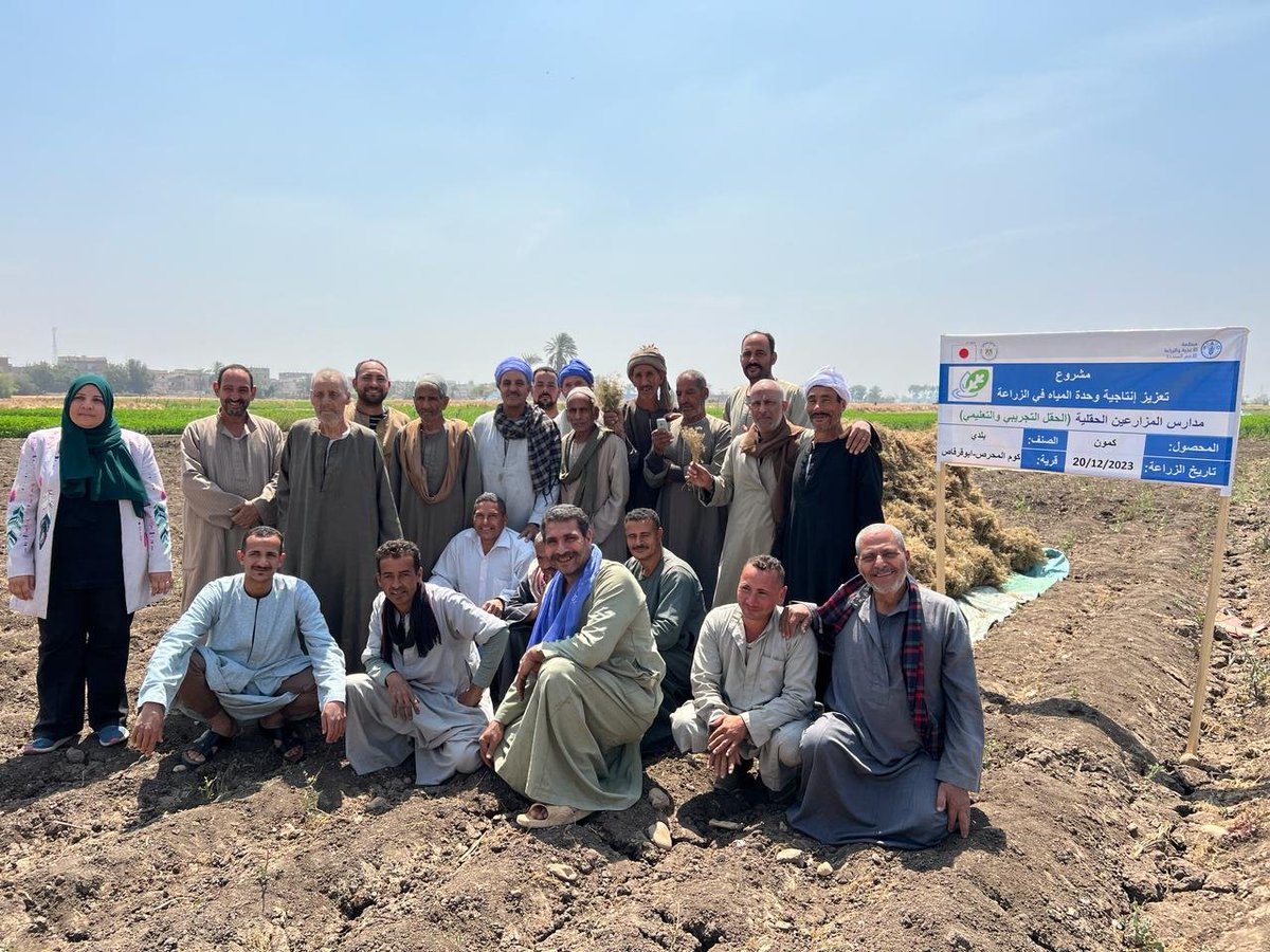 Under the project to enhance💧productivity in agriculture💵by @JapanGov 🇯🇵, #FFS members participating in the cumin’s harvest day in #Minya The FFS enhanced🧑‍🌾👩‍🌾negotiation skills to discuss possible marketing channels & contract farming to enhance the productivity of their farms