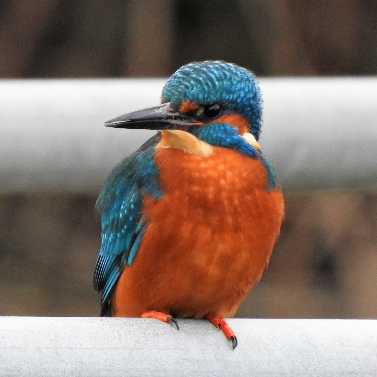 Taking a break This male kingfisher is currently helping incubate eggs with his partner @E17Wetlands. When incubating, the bird sits trance-like, facing the tunnel. #LondonBirds #nature #wildlife @WildLondon @Natures_Voice #kingfisher #kingfishers #birdphotography #walthamstow