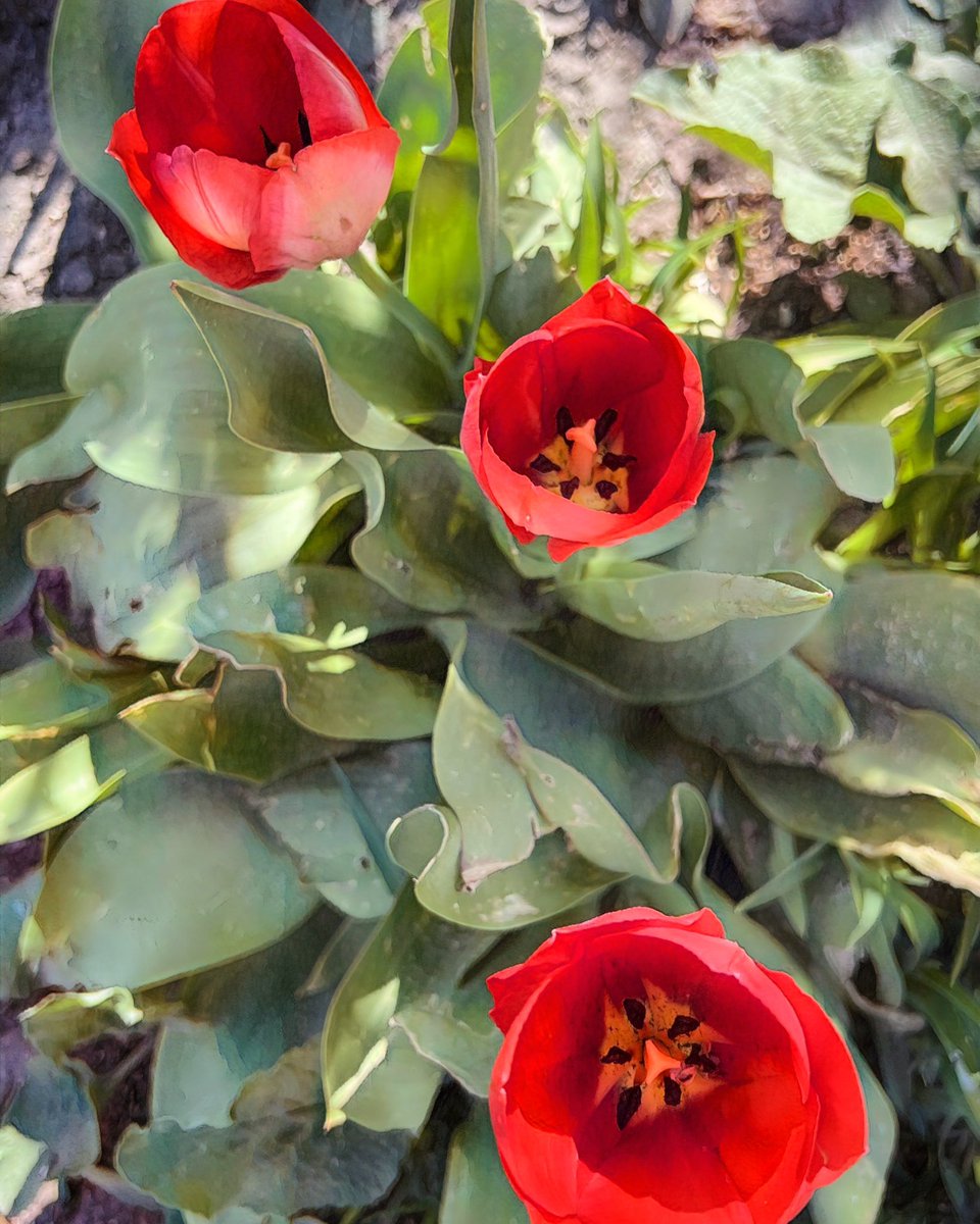 r_fototkr's tweet photo. Morning!
#formymother #tulips #thecolorred #iremembermama #inmygarden #tuliptuesday #GardeningTwitter #bloomingnow https://t.co/N3ZAfJV0kn