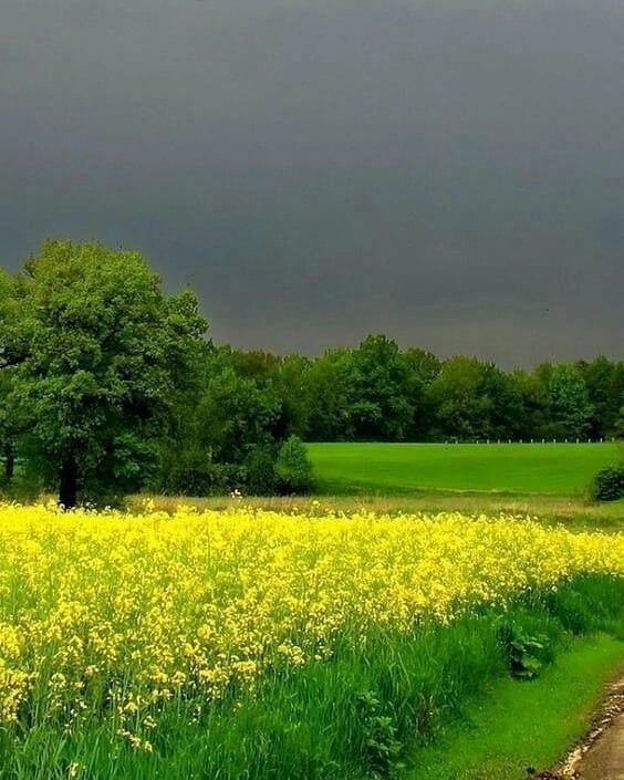 🌼 Good day dear friends #nature #photography