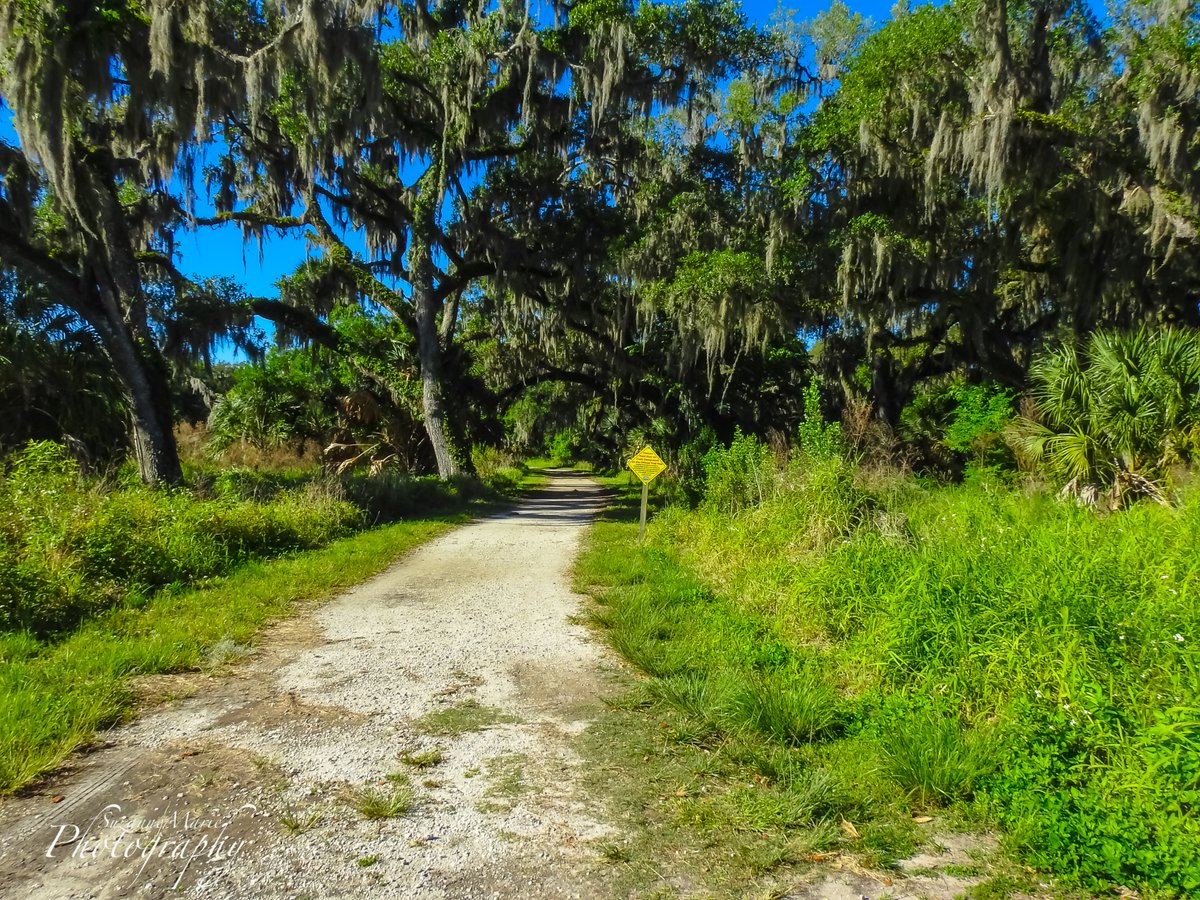 Path in the Woods

#landscapephotography #landscapeoftheday #landscapelover #landscapephoto #landscapecaptures #landscapephotographer #travelphotography #photography #plantcity #florida #tampa #naturephotographer #naturephotography #circlebbarreserve