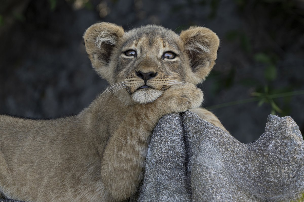 JockSafari's tweet image. Too cute to handle!

The playful Windmill pride cubs never stop entertaining....if you are lucky to get a glimpse of them.

The rocky outcrops (known as the "Mhlosheni Koppies") on the Jock private concession provides a safe den site for these lion cubs.

Images by Gerald Hinde