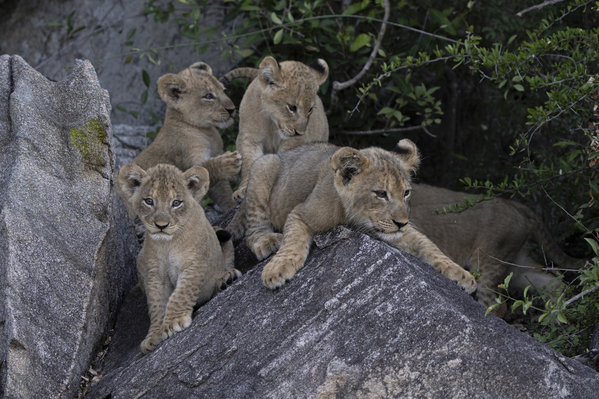 JockSafari's tweet image. Too cute to handle!

The playful Windmill pride cubs never stop entertaining....if you are lucky to get a glimpse of them.

The rocky outcrops (known as the "Mhlosheni Koppies") on the Jock private concession provides a safe den site for these lion cubs.

Images by Gerald Hinde