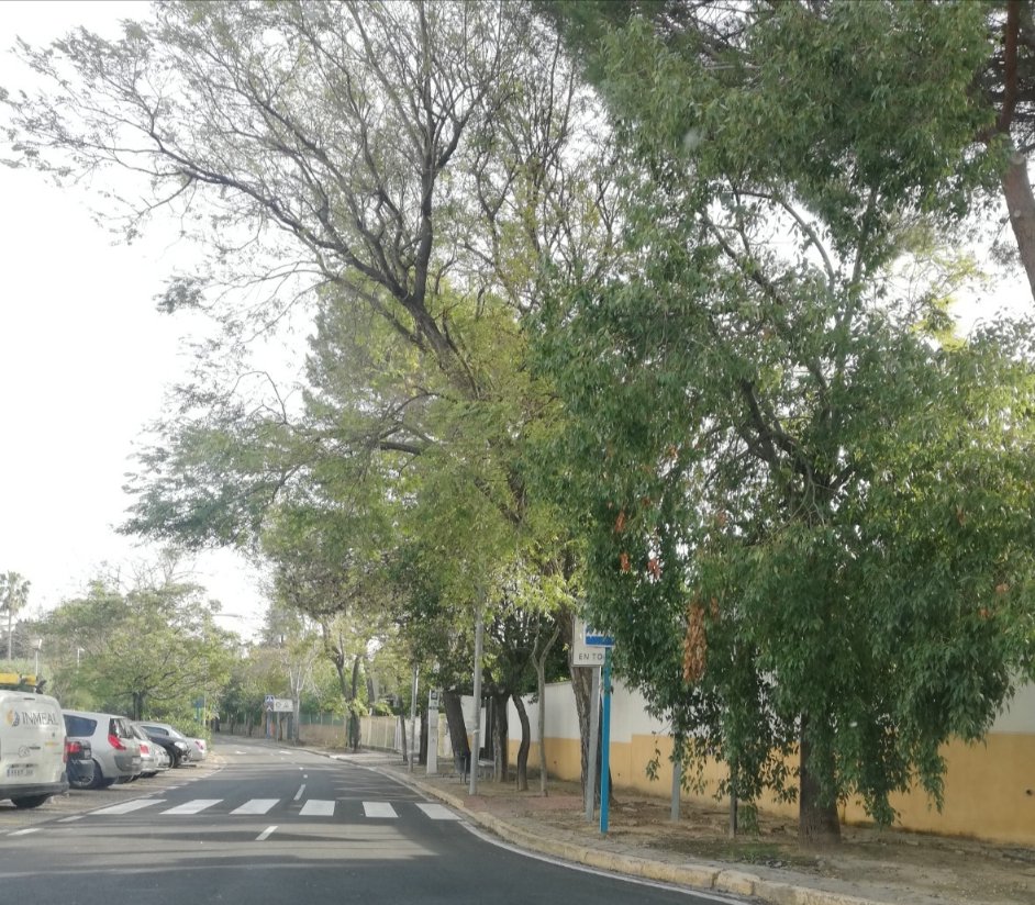 amayocarballar's tweet photo. Para cuando la poda por seguridad... https://t.co/QcuWFM8Aph