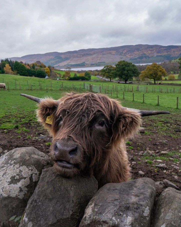 Happy CoosDay from beautiful Scotland! 💙🏴󠁧󠁢󠁳󠁣󠁴󠁿