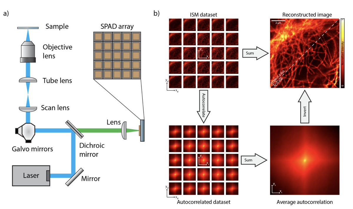 Exploring autocorrelation inversion for #imagescanningmicroscopy datasets can open new perspectives. Great collaboration between <a href="/IITalk/">IIT</a> and <a href="/EMBLRome/">EMBL Rome</a>. Thanks <a href="/ZuninoAle/">Alessandro Zunino</a> @AlvaroCrevenna and Daniele Ancora! 
 arxiv.org/abs/2404.08946
#SPADarray #superresolution #BrightEyes_ERC