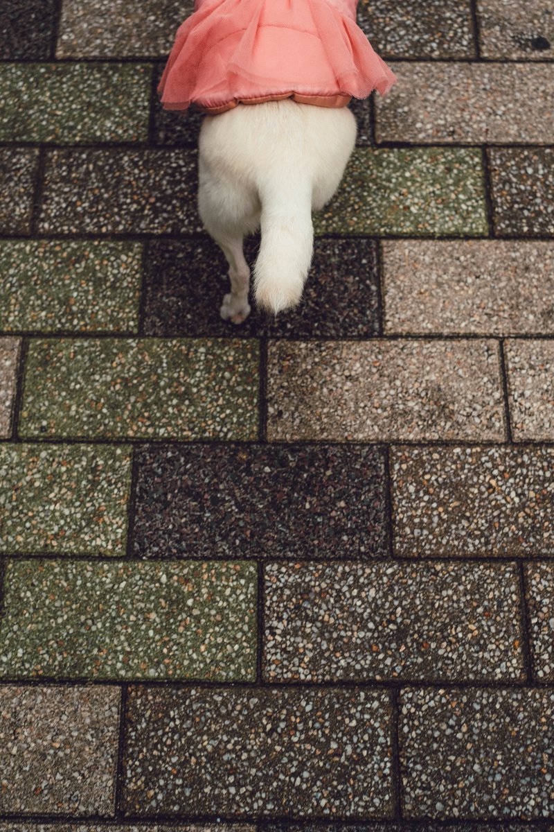 東京に訪れる春