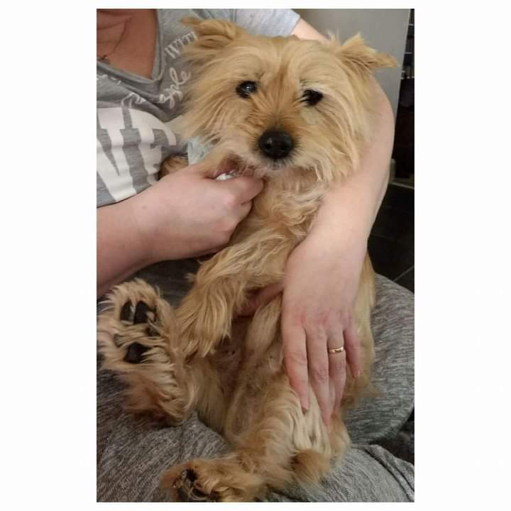 We had a Cairn Terrier. 

He was found tied to a lamppost in Pencoed and then kept in a cage with two big dogs in the dog pound. They were going to put him down. 

We paid £48 for him, and he was with us for 16 years 🥰