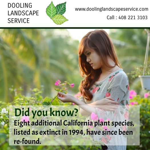 Eight additional California plant species, listed as extinct in 1994, have since been re-found.

Get your flower beds blooming with Dooling Landscapes, doolinglandscapeservice.com

Source: kqed.org/quest/11459/re…

#plantsofinstagram #plantsmakepeoplehappy #plantsagram #plants