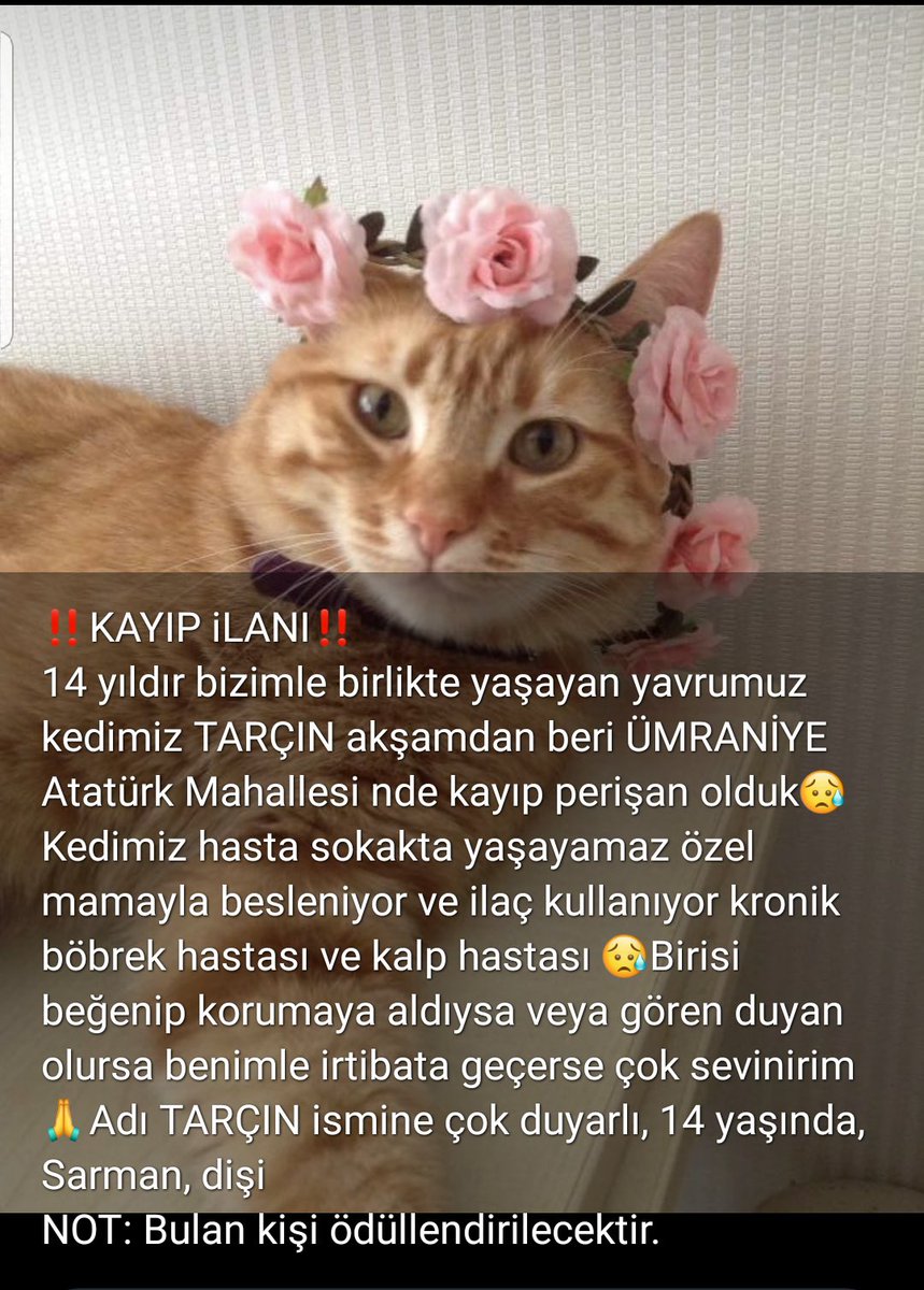 AysemOzleyis's tweet photo. Dikkat Kayıp‼️
Ümraniye Atatürk Mahallesi
İstanbul
05355908363 Hümeyra hanım
#Kayıpköpek
#Kayıpkedi https://t.co/wZFdlRFxLV