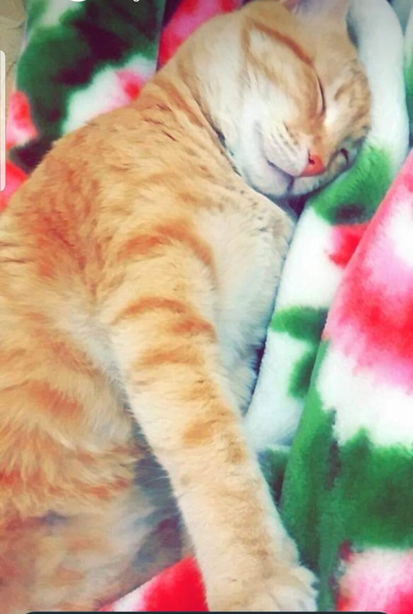 Dikkat Kayıp‼️
Ümraniye Atatürk Mahallesi
İstanbul
05355908363 Hümeyra hanım
#Kayıpköpek
#Kayıpkedi