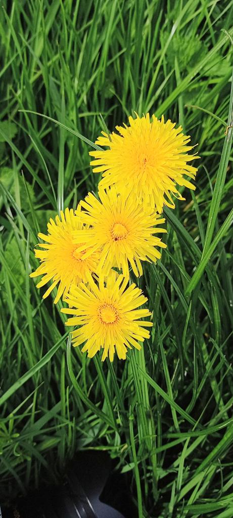 Certainly is peak dandelion! Four together at Epsom Common. @DandelionAppre1