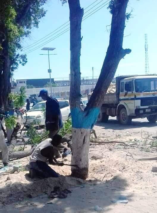 Huge deforestation is occurring in Muqdisho, with people complaining about the heat in the city due to a shortage of trees. 

The lack of regulation to protect trees in Somalia is one of the primary reasons for this issue.

@AbdisatarArabow 
@HamzaAbdiBarre 
@KhadijaMakhzumi